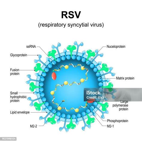 Illustrazione del Virus Respiratorio Sinciziale (VRS)