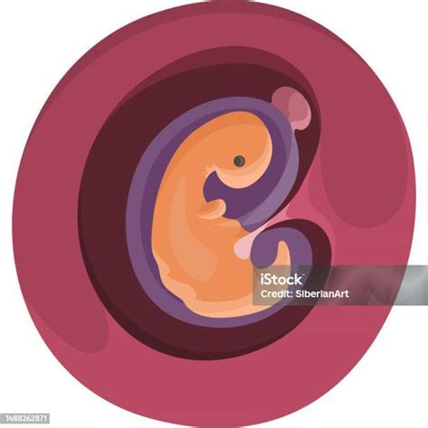 rappresentazione stilizzata del primo embrione concepito in laboratorio