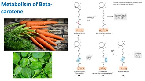 Diagram: Beta-carotene metabolism and storage
