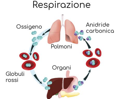 Schema del trasporto di ossigeno nel corpo