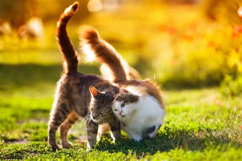 Gatto che impasta e fa le fusa su una coperta