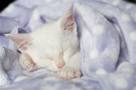 Gatto stressato che ciuccia una coperta