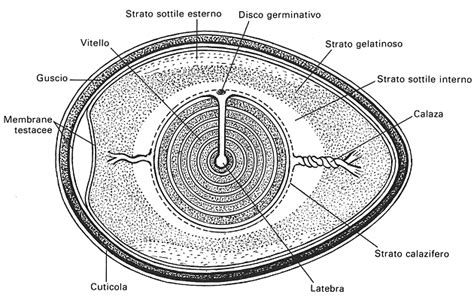 Struttura del guscio dell'uovo con enfasi sulla cuticola