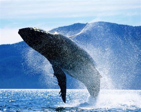 Illustrazione del parto di una balena con il piccolo che emerge dalla coda
