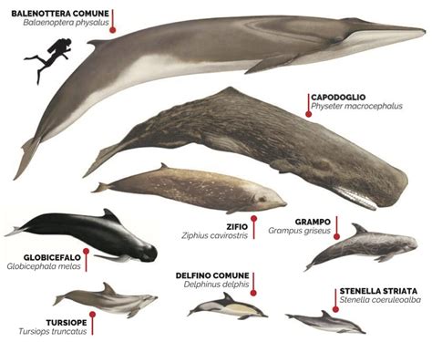 Diagramma evolutivo dei cetacei