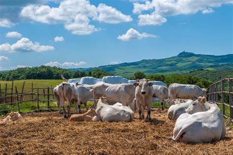 allevamento bovini di razza Chianina al pascolo