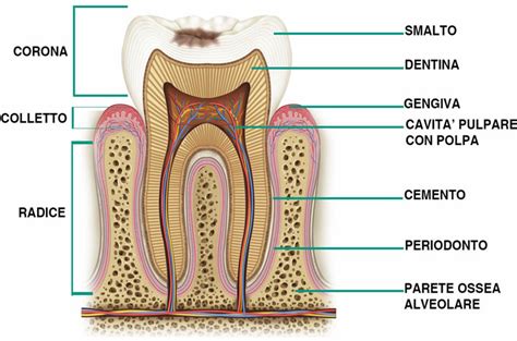Effetti del pH acido sulla salute dello smalto dentale