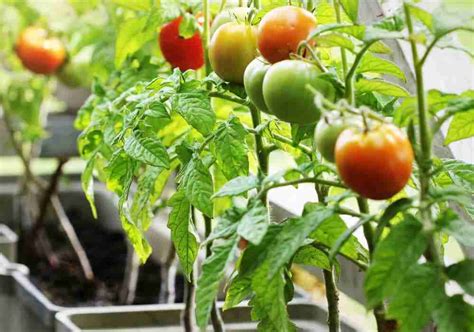 Piante di pomodori rigogliose in un orto domestico