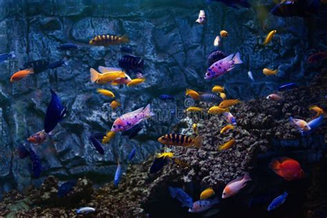 pesci che nuotano in un mare limpido