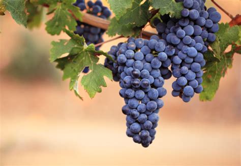 Grappoli d'uva gialla e viola vicini