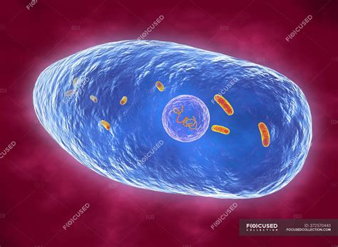 Diagramma del batterio della pertosse Bordetella pertussis