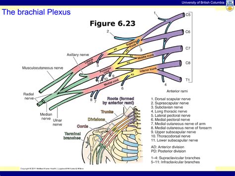 Diagram of the brachial plexus