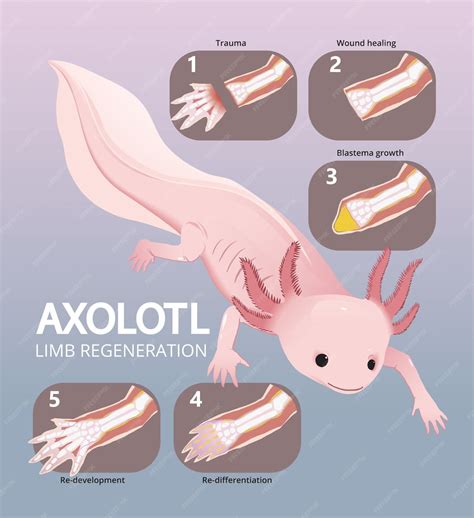Infographic illustrating the stages of nerve regeneration