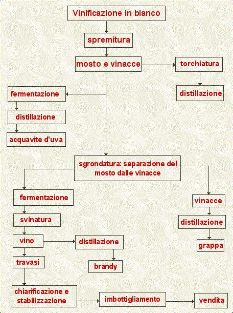 Diagramma semplificato del processo di fermentazione del vino