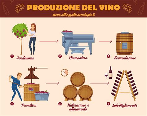 Schema illustrato delle fasi di produzione del vino