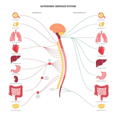 Diagramma che illustra l'influenza del sistema nervoso autonomo sull'HRV