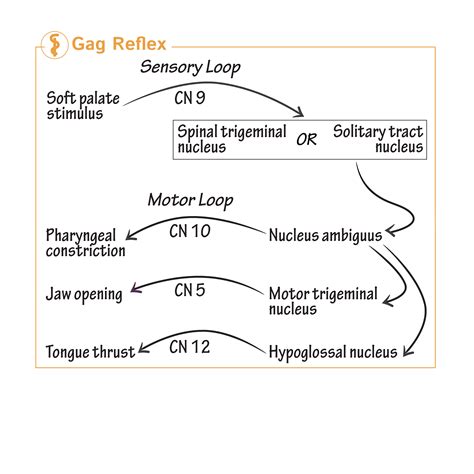 Diagramma: Gag Reflex vs. Soffocamento