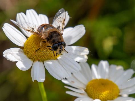 Mosca su un fiore