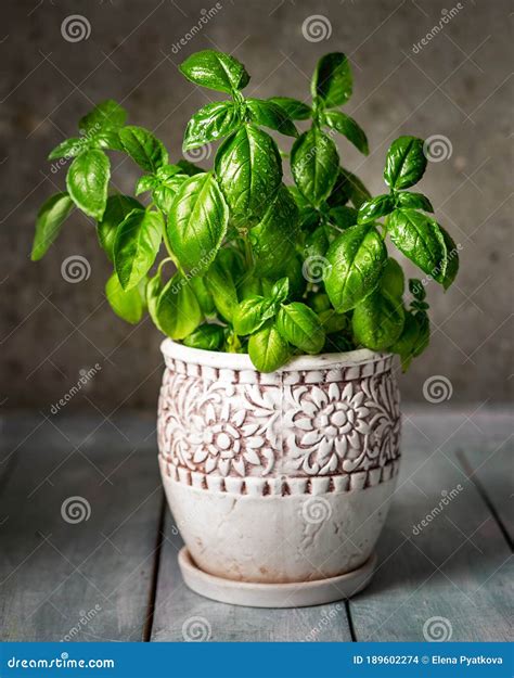 Vaso di basilico su un davanzale
