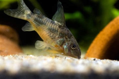 Corydoras che setacciano sabbia fine in acquario