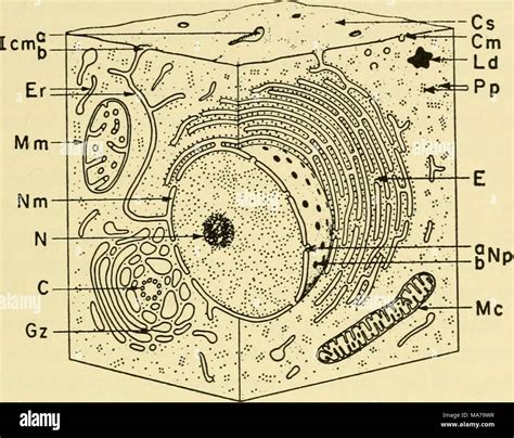 Struttura microscopica di un substrato fertile (soil)