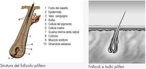 rappresentazione stilizzata di un follicolo pilifero e nutrienti essenziali