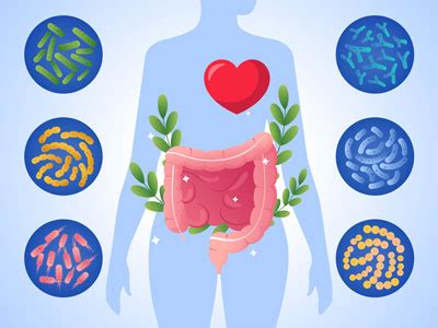 Connessione tra intestino, D-Mannosio e microbiota