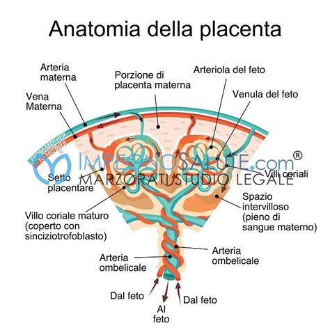 Schema di una placenta attaccata alla parete uterina