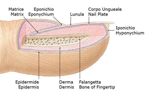 rappresentazione anatomica della zona periungueale del dito