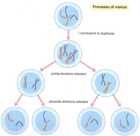 Meiosi e mitosi diagramma
