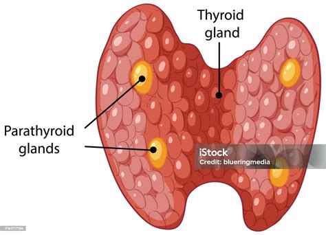 illustrazione anatomica delle ghiandole di Montgomery e dell'areola