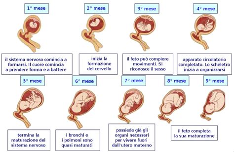 rappresentazione anatomica della gestazione e dei cambiamenti del corpo materno