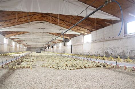 allevamento professionale di pulcini in un ambiente controllato