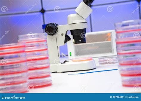Microscopio con embrioni in piastra di coltura