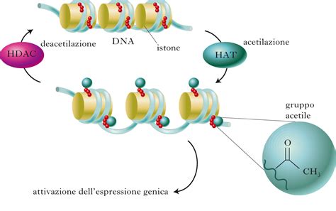Schema della metilazione del DNA e degli istoni