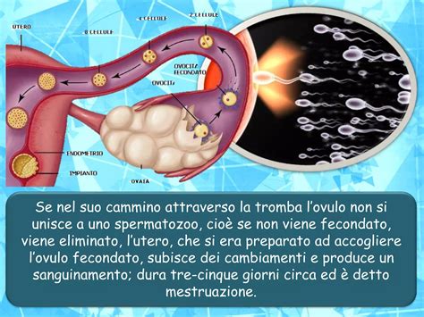 schema grafico che mostra la differenza tra un uovo fecondato e uno non fecondato a confronto