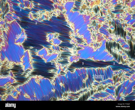 Microscopia a foglio di luce