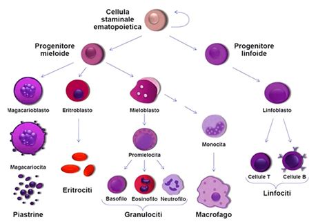 Formazione di cellule staminali ematopoietiche nell'AGM