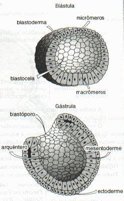 Confronto blastoderma fertile e blastodisco infertile