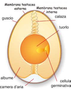 Componenti interne dell'uovo