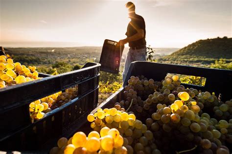 Vigneti D'Onofrio con le uve pronte per la vendemmia