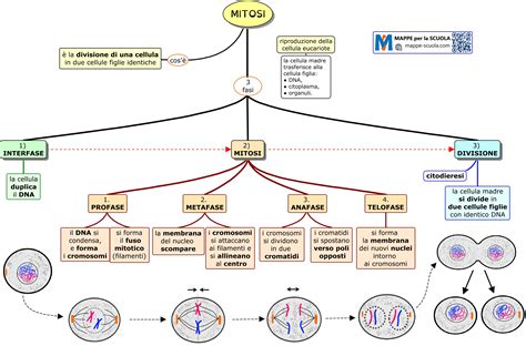 schema della divisione cellulare e formazione della trisomia 21