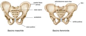 Illustrazione anatomica del pavimento pelvico e della sua posizione nel bacino femminile