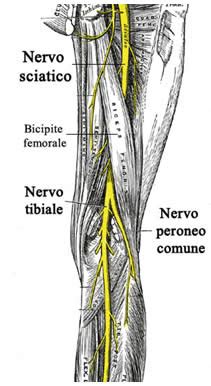 rappresentazione anatomica del nervo sciatico lungo la gamba