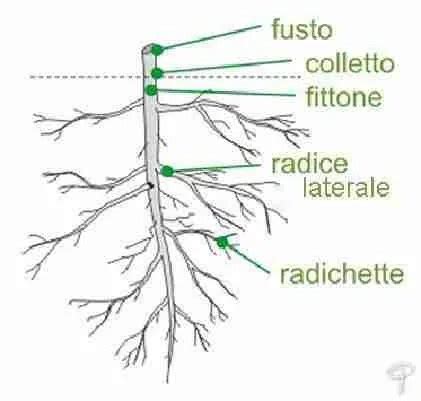 confronto visivo tra apparato radicale trattato e non trattato