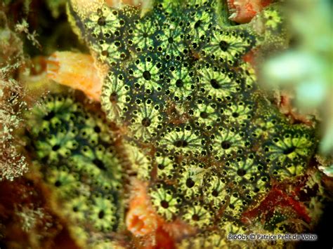 rappresentazione schematica di una colonia di Botryllus schlosseri