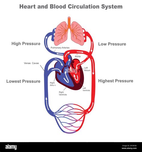 diagramma del sistema di circolazione alternante in un'ascidia