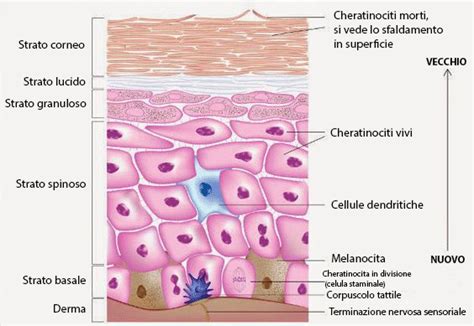 diagramma che illustra la penetrazione dei principi attivi naturali negli strati dell'epidermide