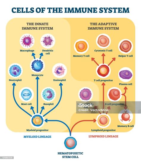 Schema interattivo delle cellule e molecole del sistema immunitario
