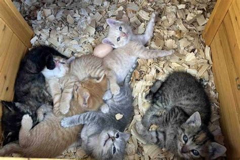 Una cucciolata di gattini dal manto variegato